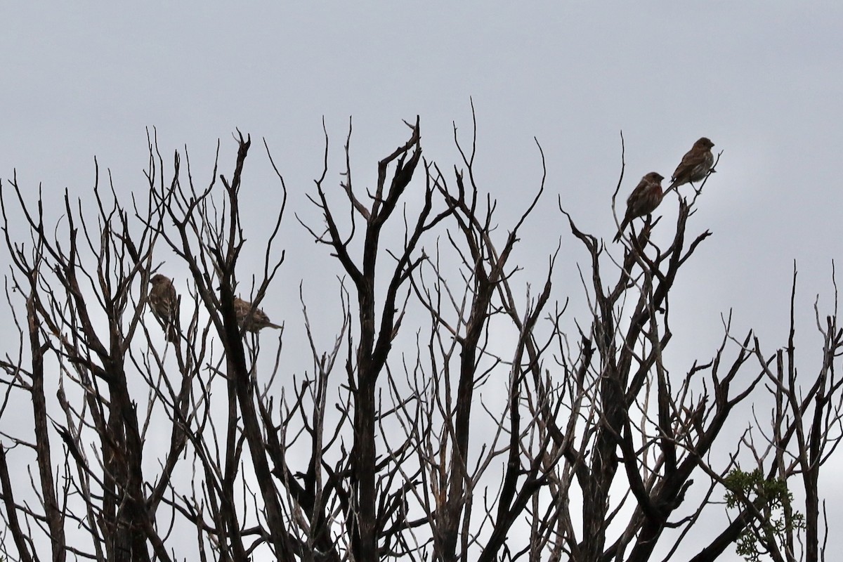 House Finch - ML640914211