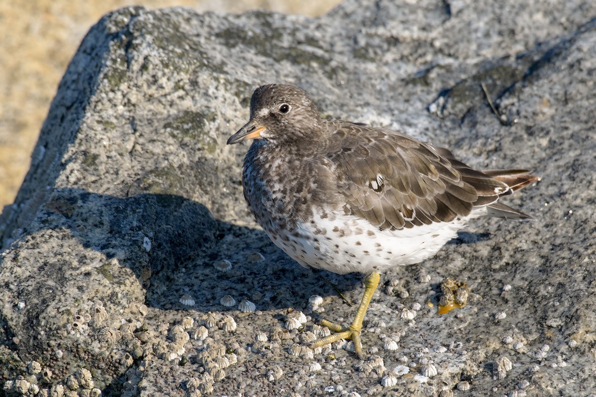 Surfbird - ML640914212