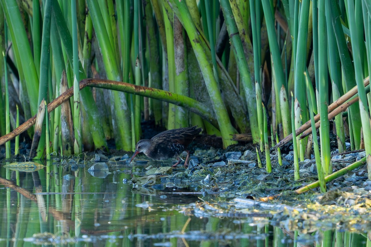 Virginia Rail - ML640914216