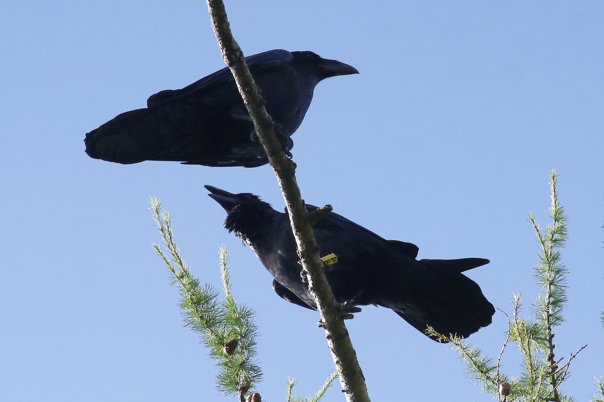 Common Raven - ML640914217