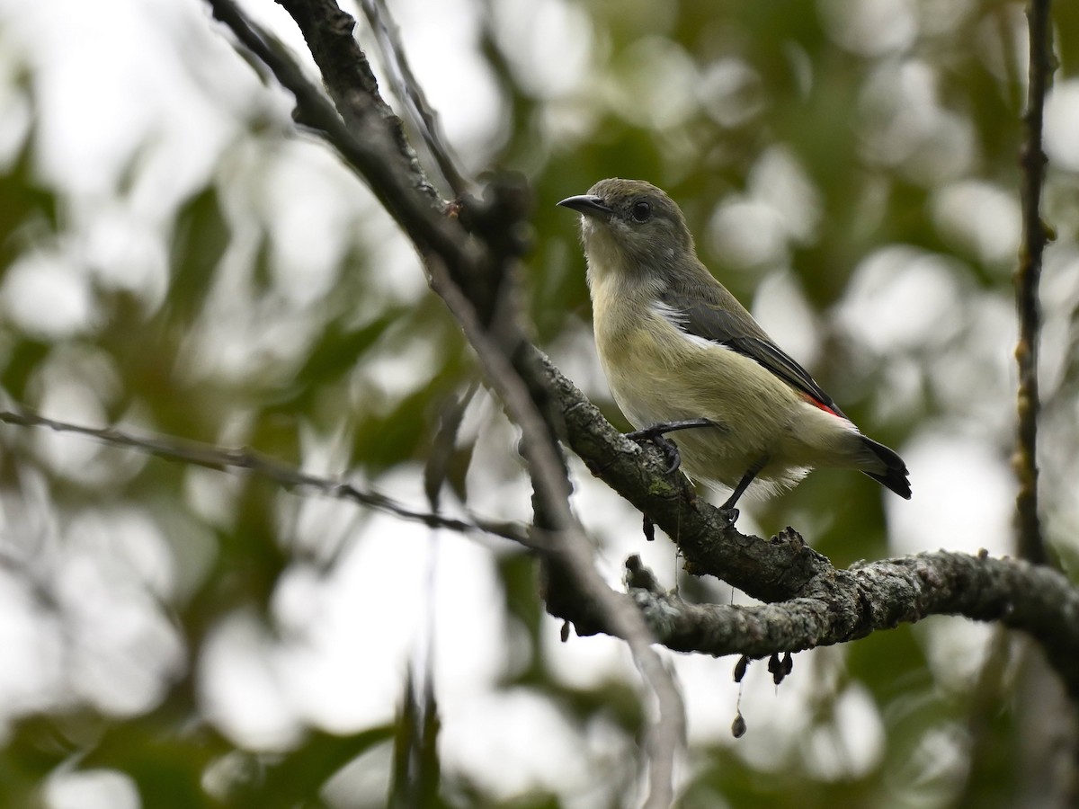 Scarlet-backed Flowerpecker - ML640914221