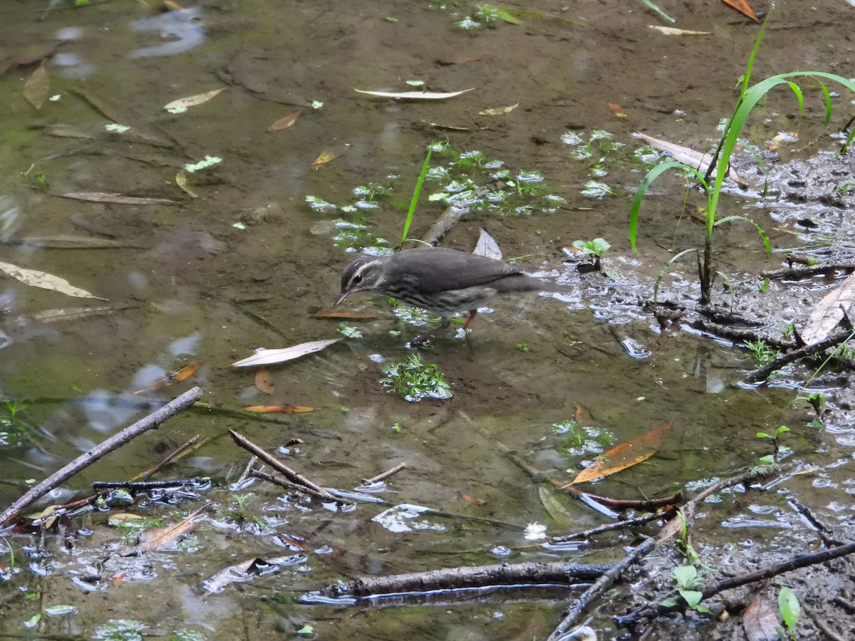Northern Waterthrush - ML640914228