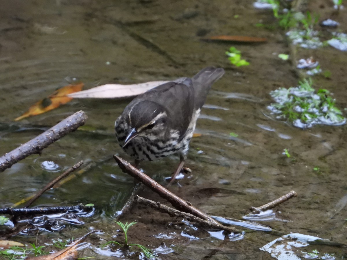 Northern Waterthrush - ML640914229