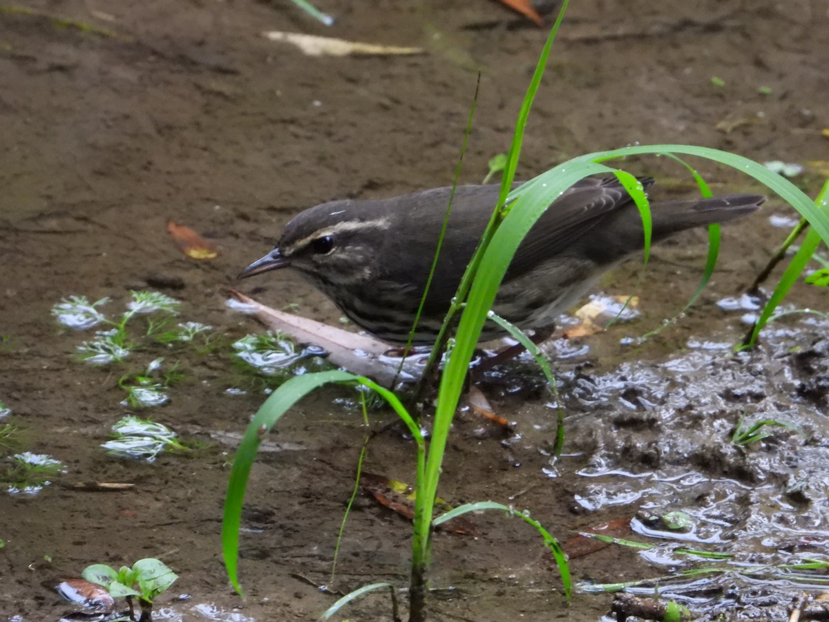 Northern Waterthrush - ML640914230