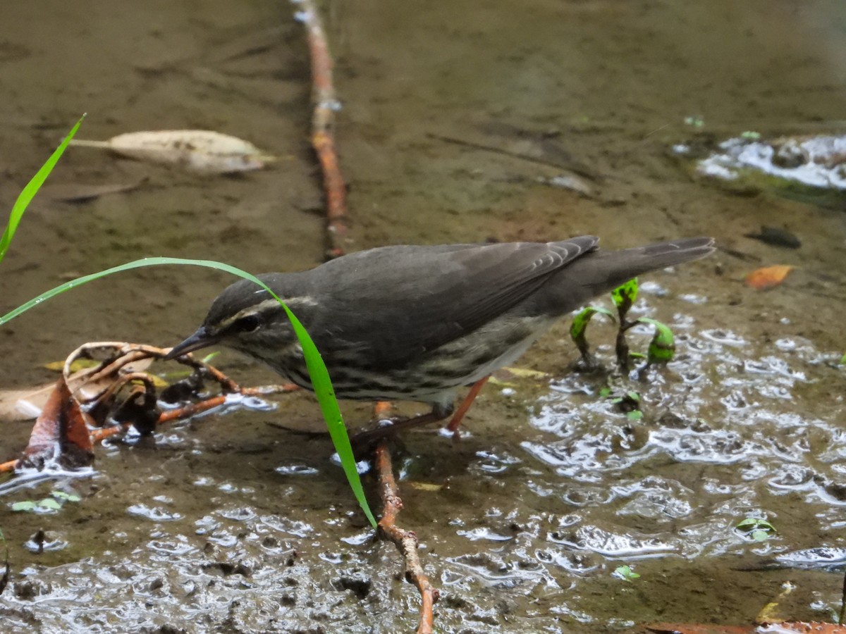 Northern Waterthrush - ML640914231