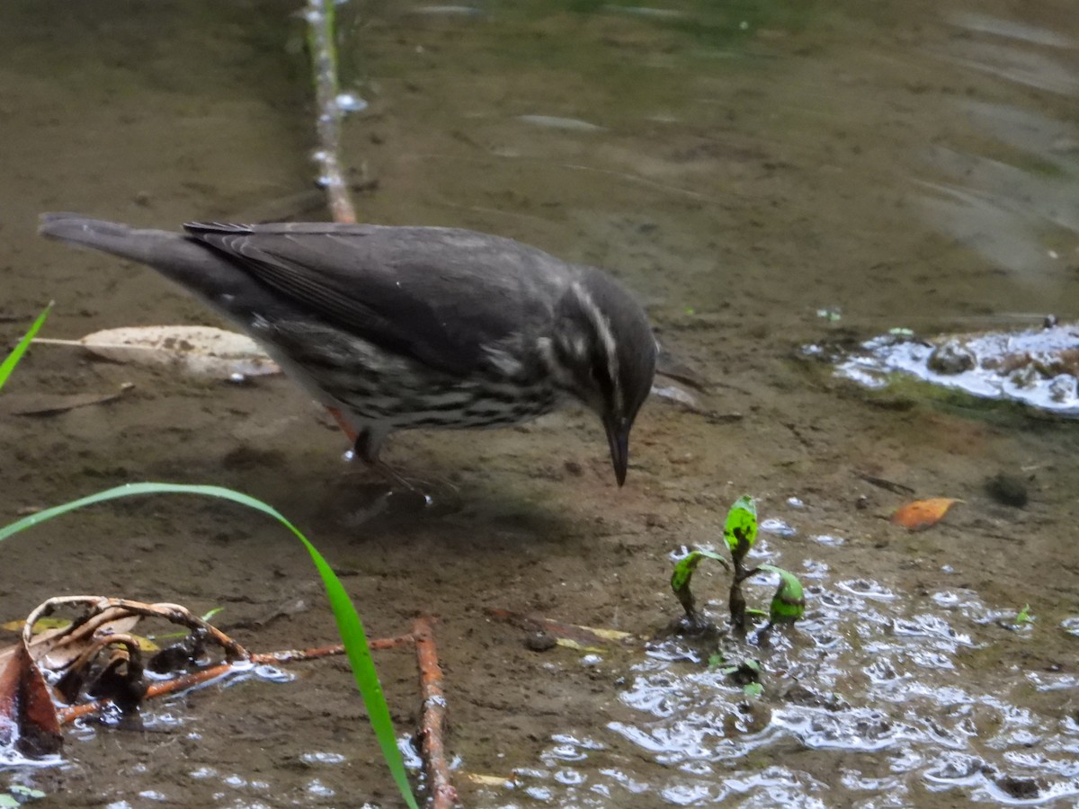 Northern Waterthrush - ML640914233