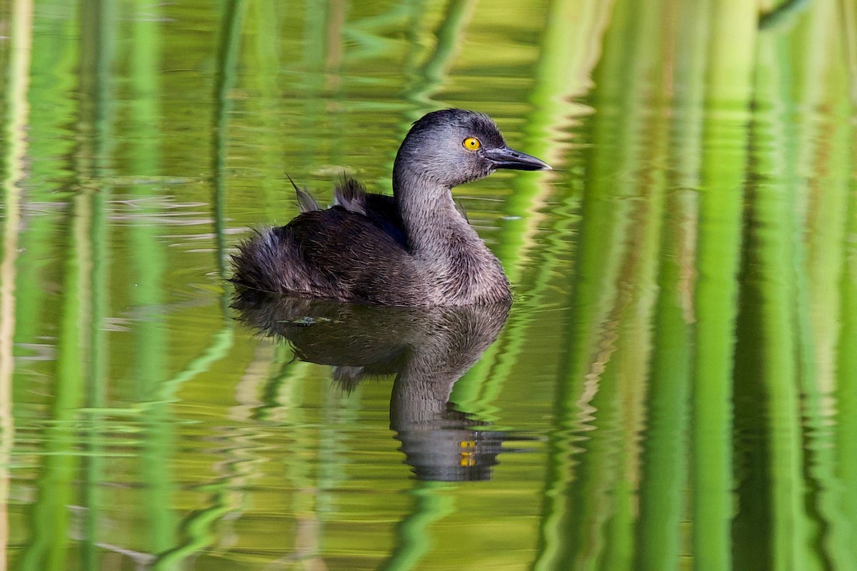 Least Grebe - ML640914243