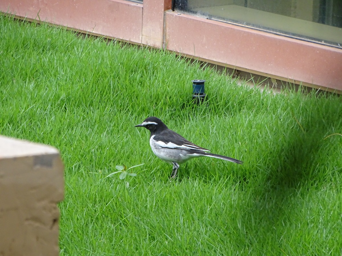 White-browed Wagtail - ML640914270