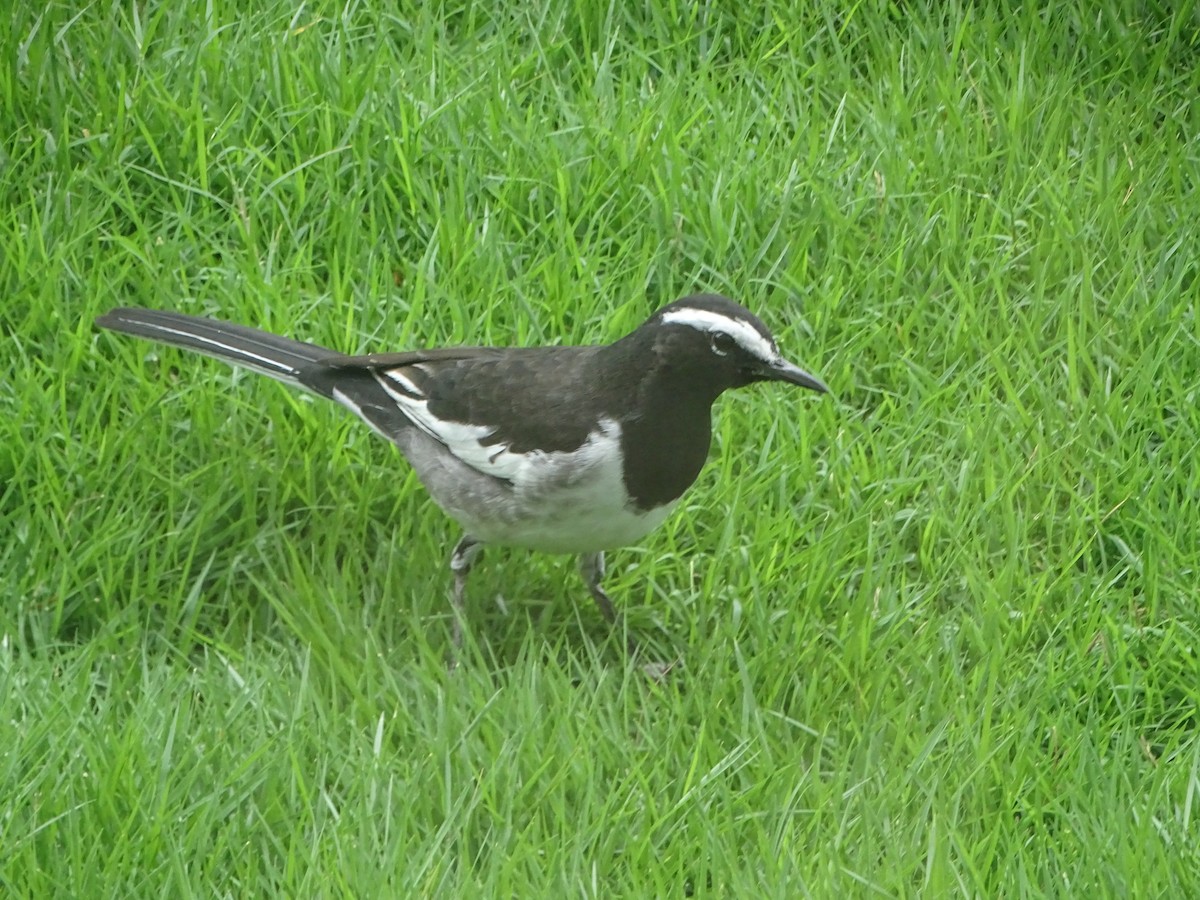 White-browed Wagtail - ML640914274