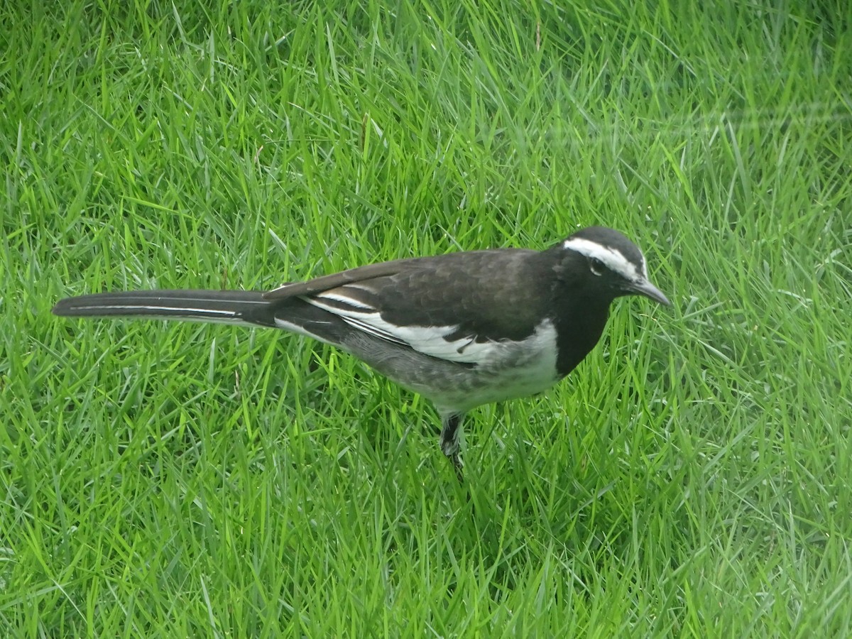 White-browed Wagtail - ML640914275