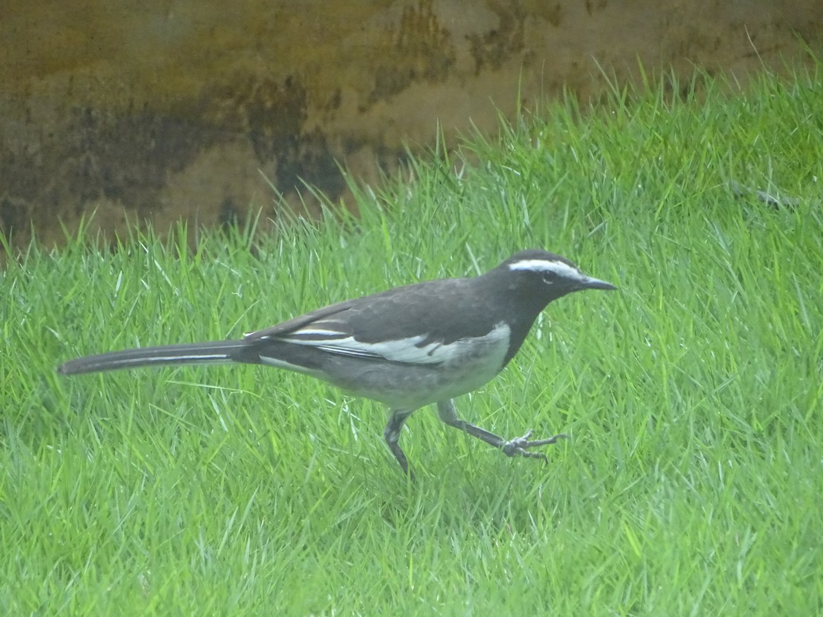 White-browed Wagtail - ML640914280