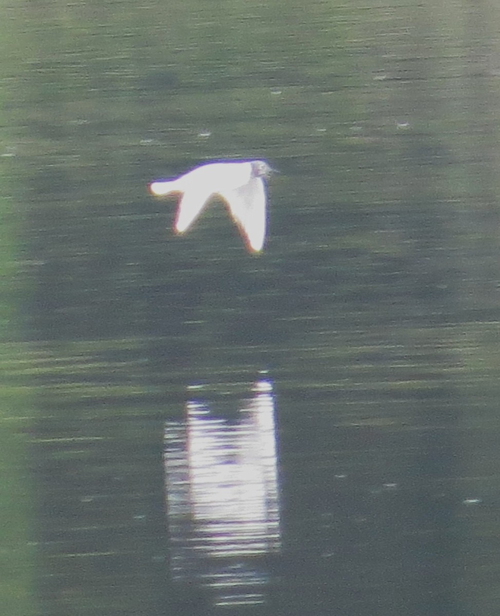 Bonaparte's Gull - ML640914303