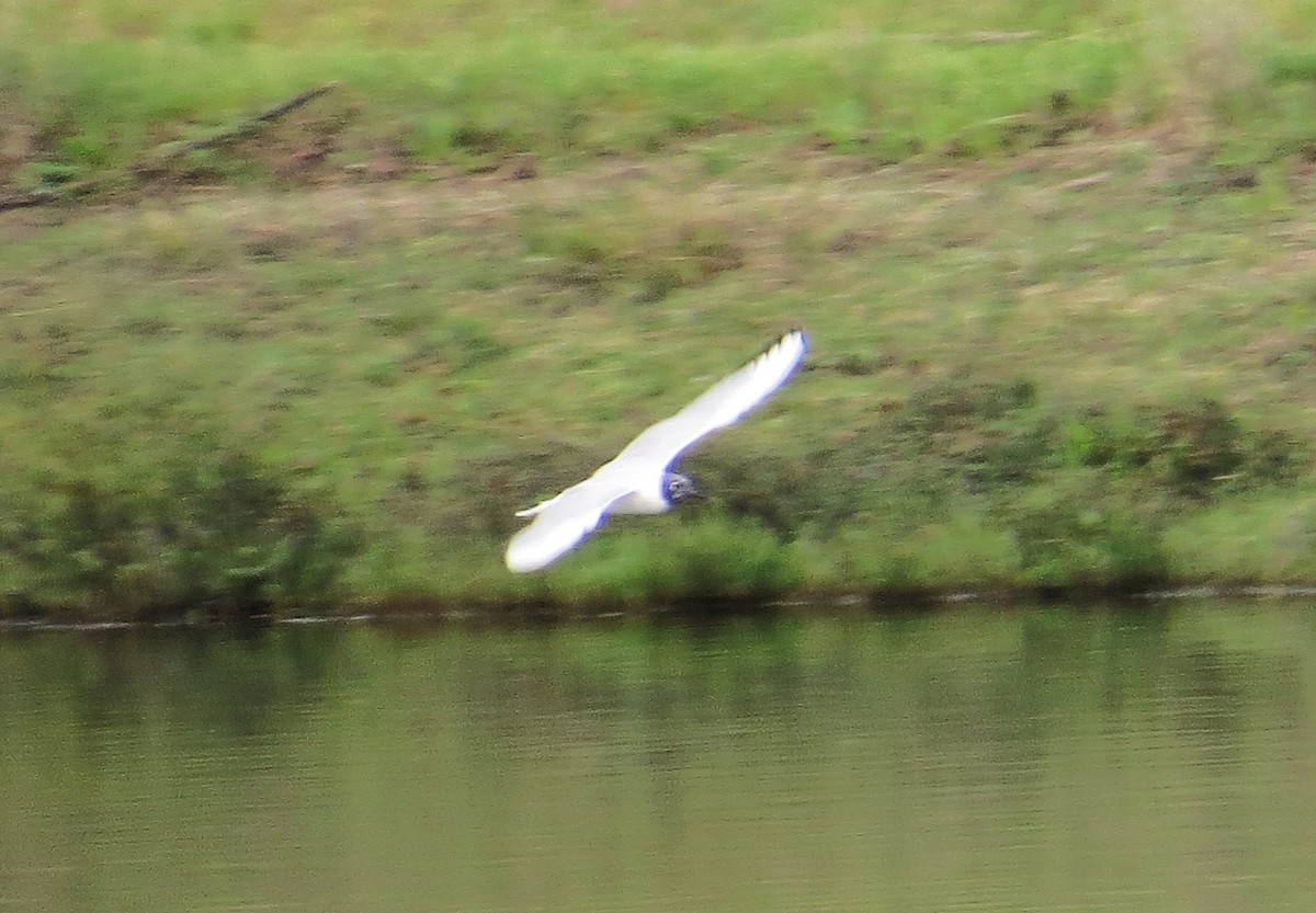 Bonaparte's Gull - ML640914305