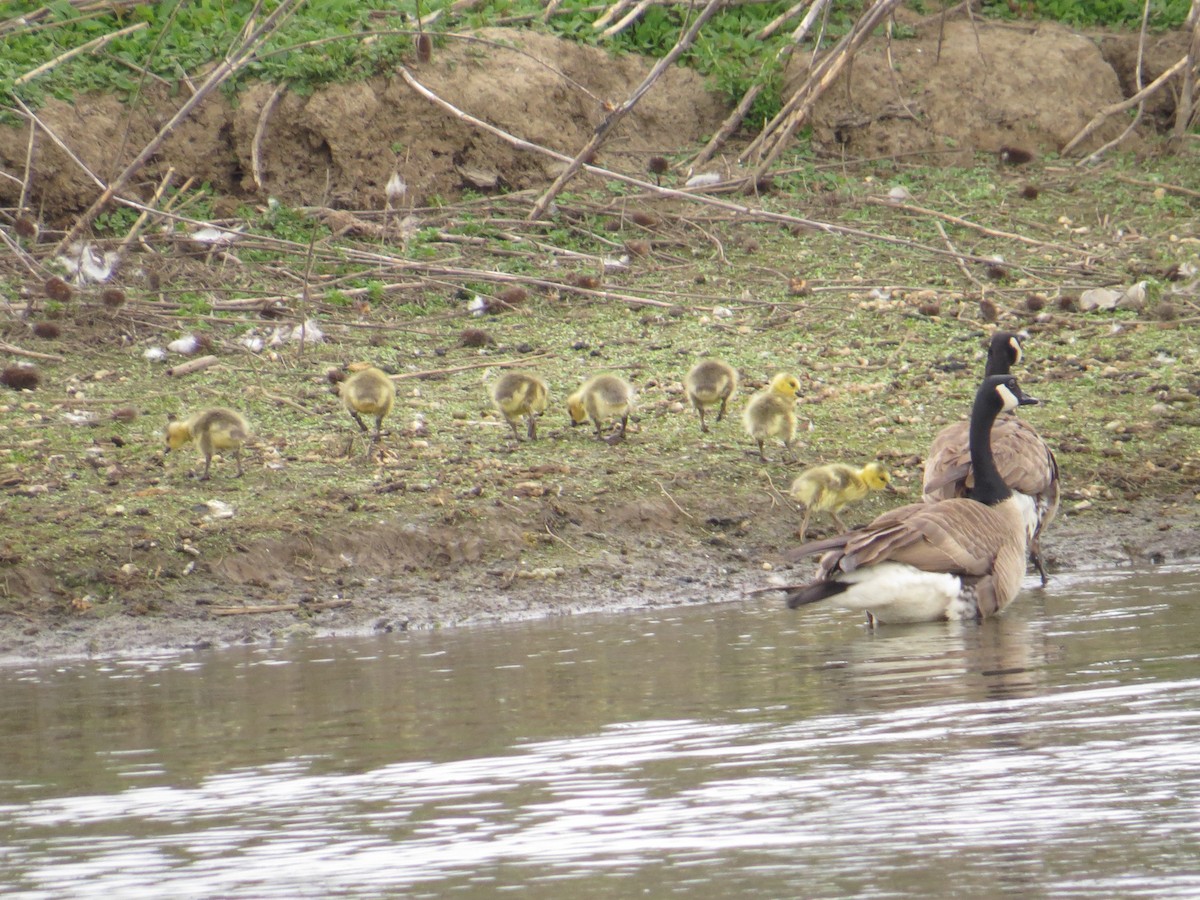 Canada Goose - ML640914312