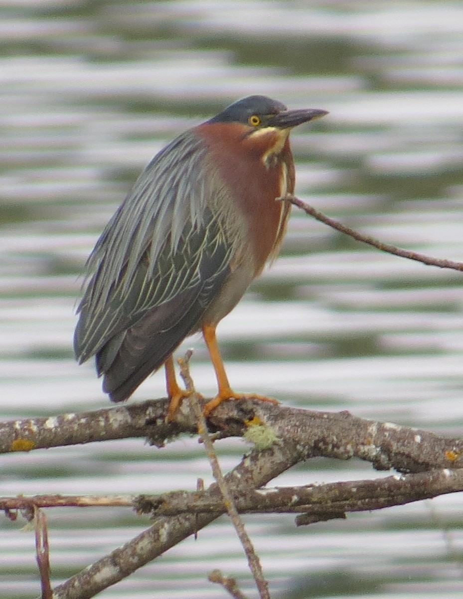Green Heron - ML640914316