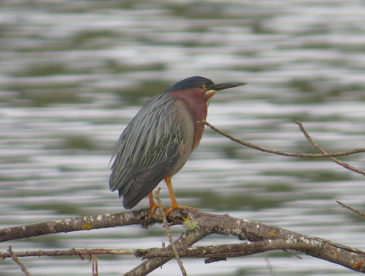Green Heron - ML640914317