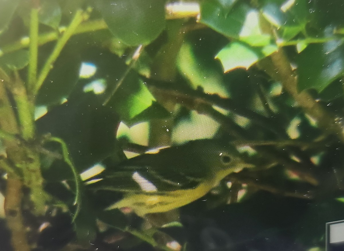 Magnolia Warbler - ML640914355