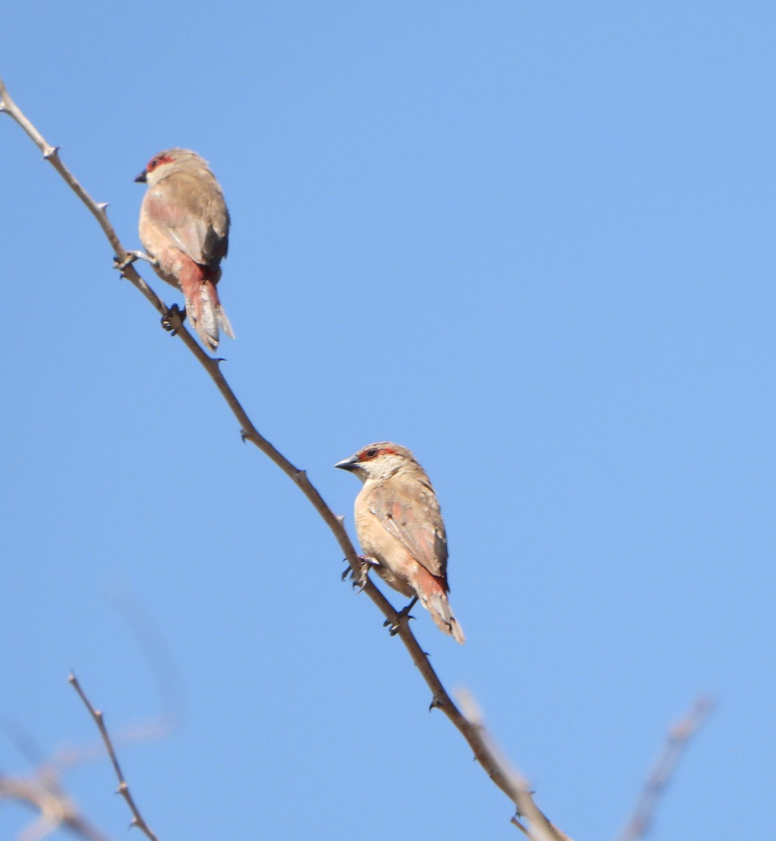 Crimson-rumped Waxbill - ML640914359