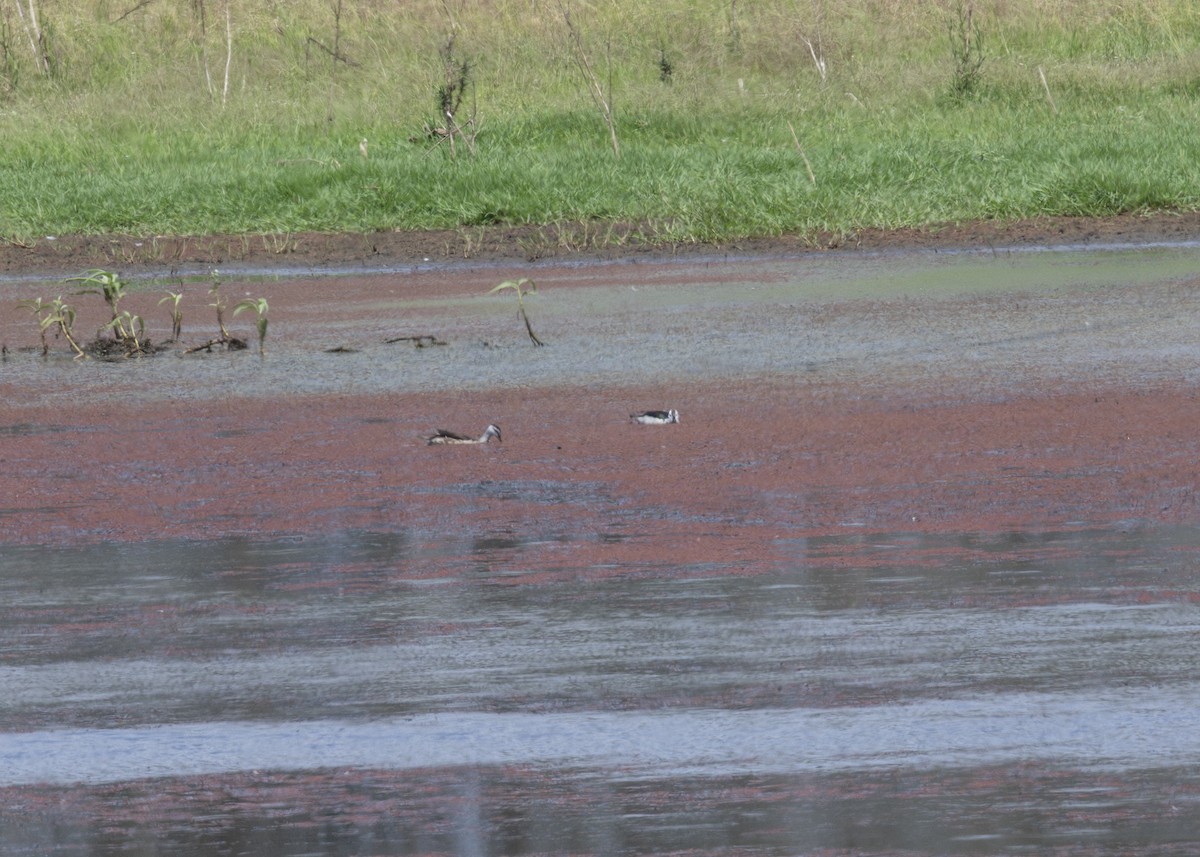Cotton Pygmy-Goose - ML640914376