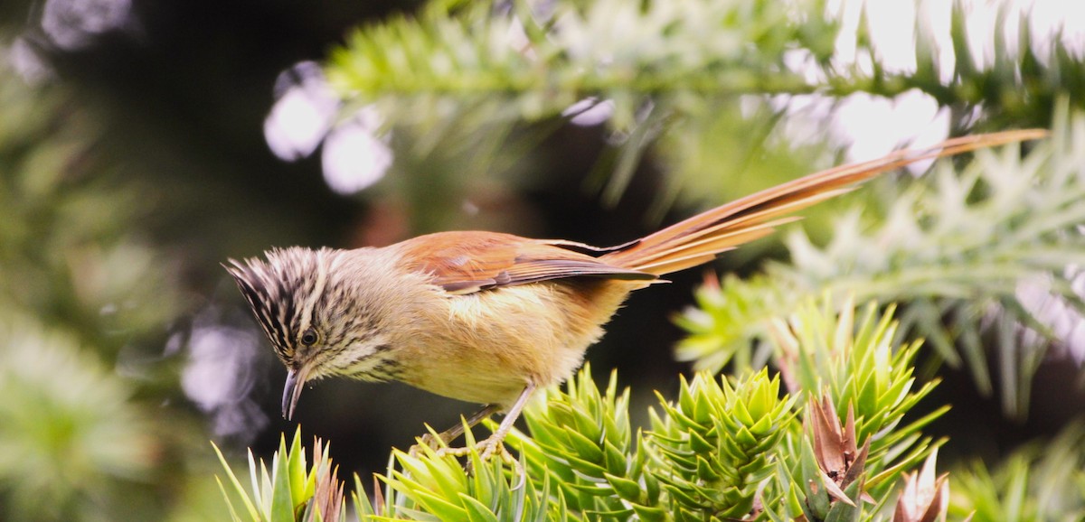 Araucaria Tit-Spinetail - ML640914389