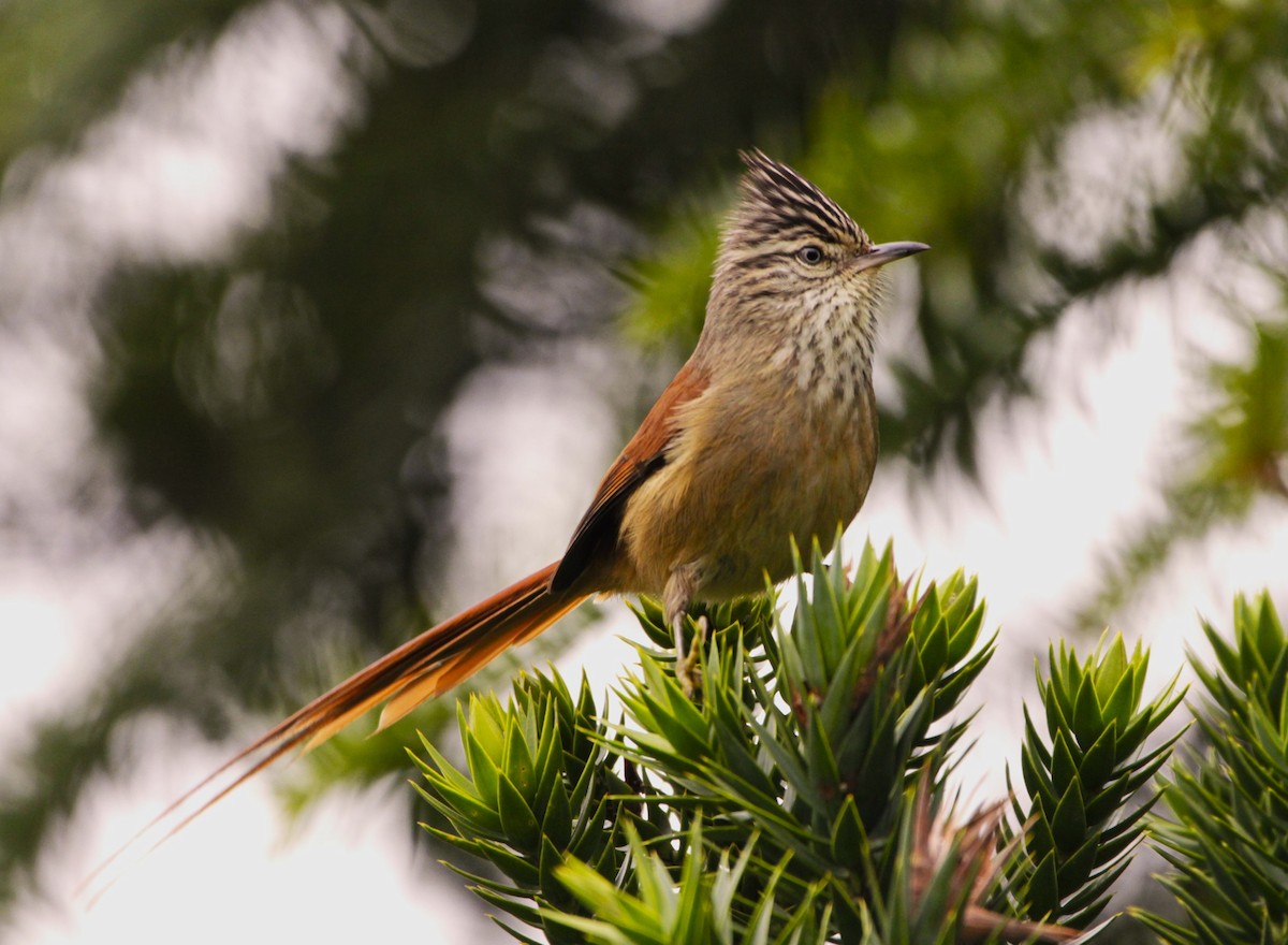 Araucaria Tit-Spinetail - ML640914401
