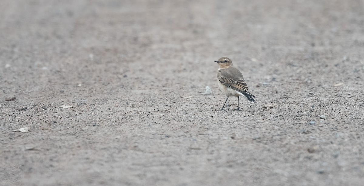 Northern Wheatear (Eurasian) - ML640914406