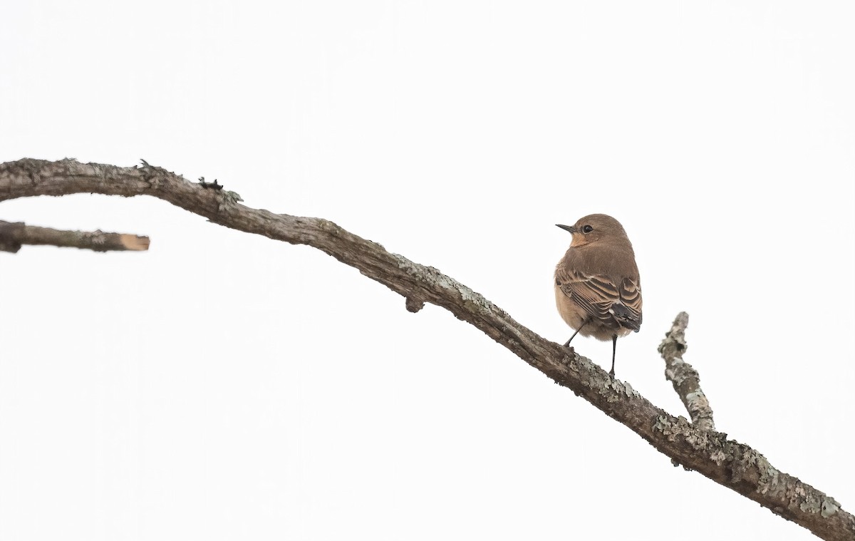 Northern Wheatear (Eurasian) - ML640914408