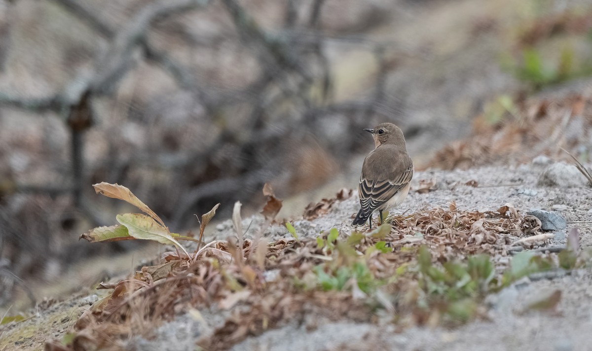 Northern Wheatear (Eurasian) - ML640914409