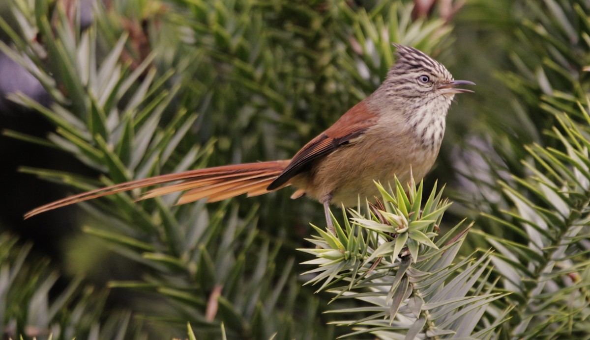 Araucaria Tit-Spinetail - ML640914412