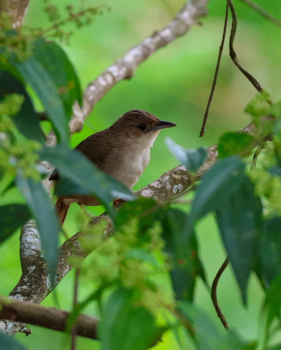 Plain Thornbird - ML640914430