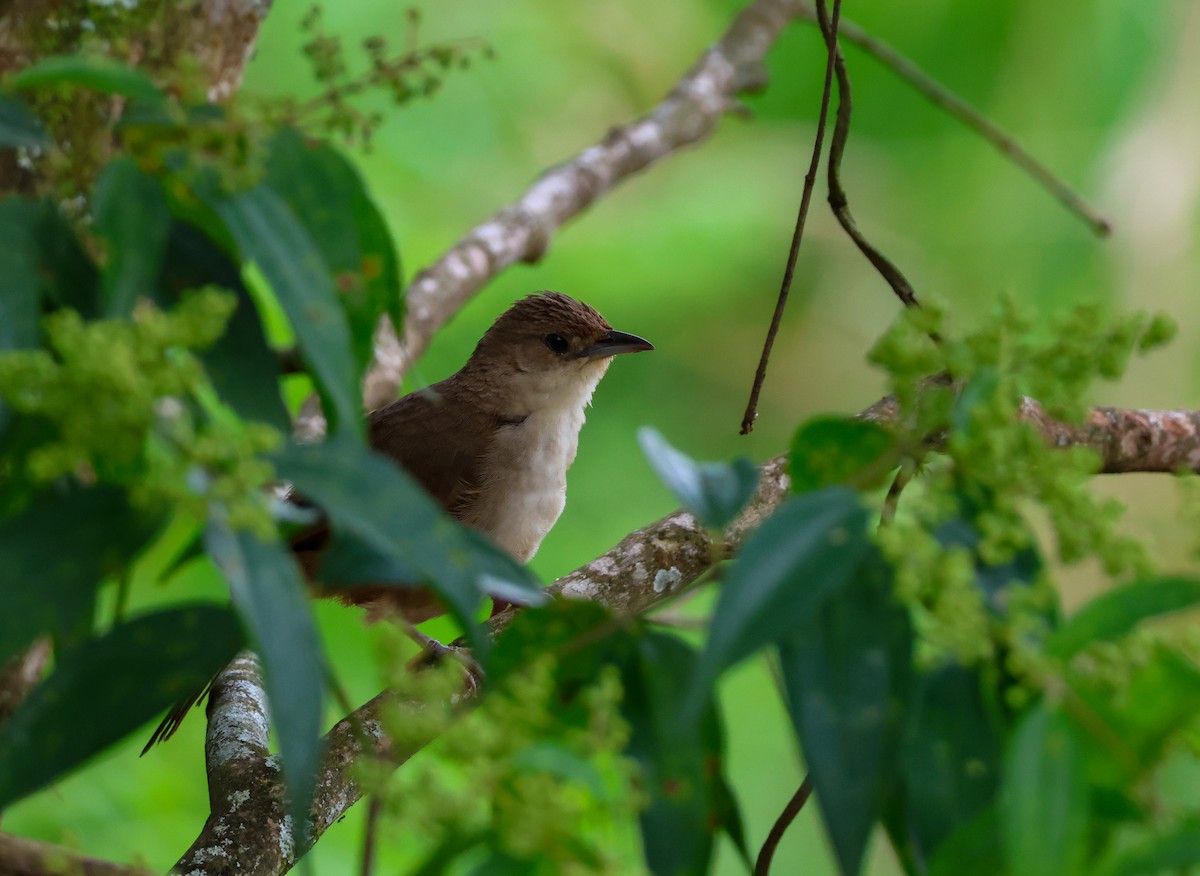 Plain Thornbird - ML640914431