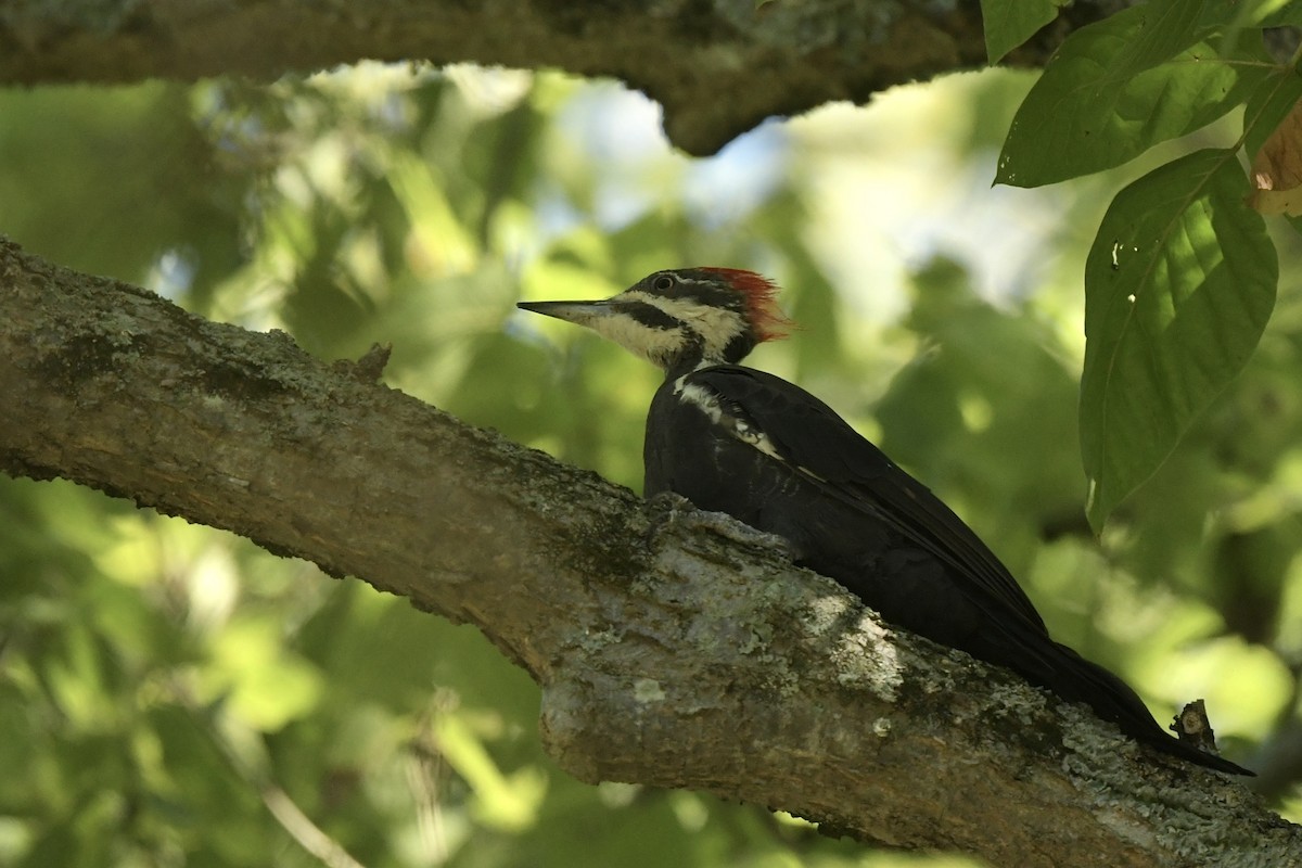 Pileated Woodpecker - ML640914438