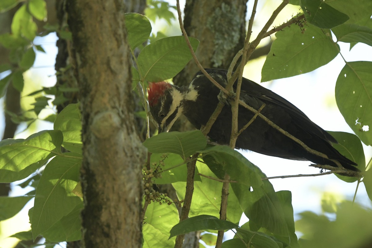 Pileated Woodpecker - ML640914439