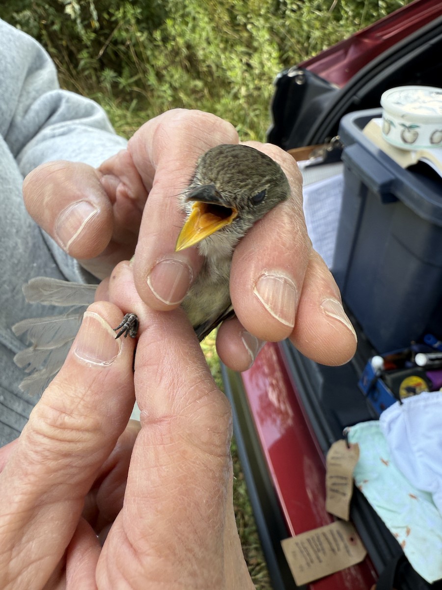 Alder/Willow Flycatcher (Traill's Flycatcher) - ML640914445