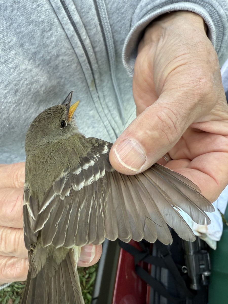 Alder/Willow Flycatcher (Traill's Flycatcher) - ML640914447