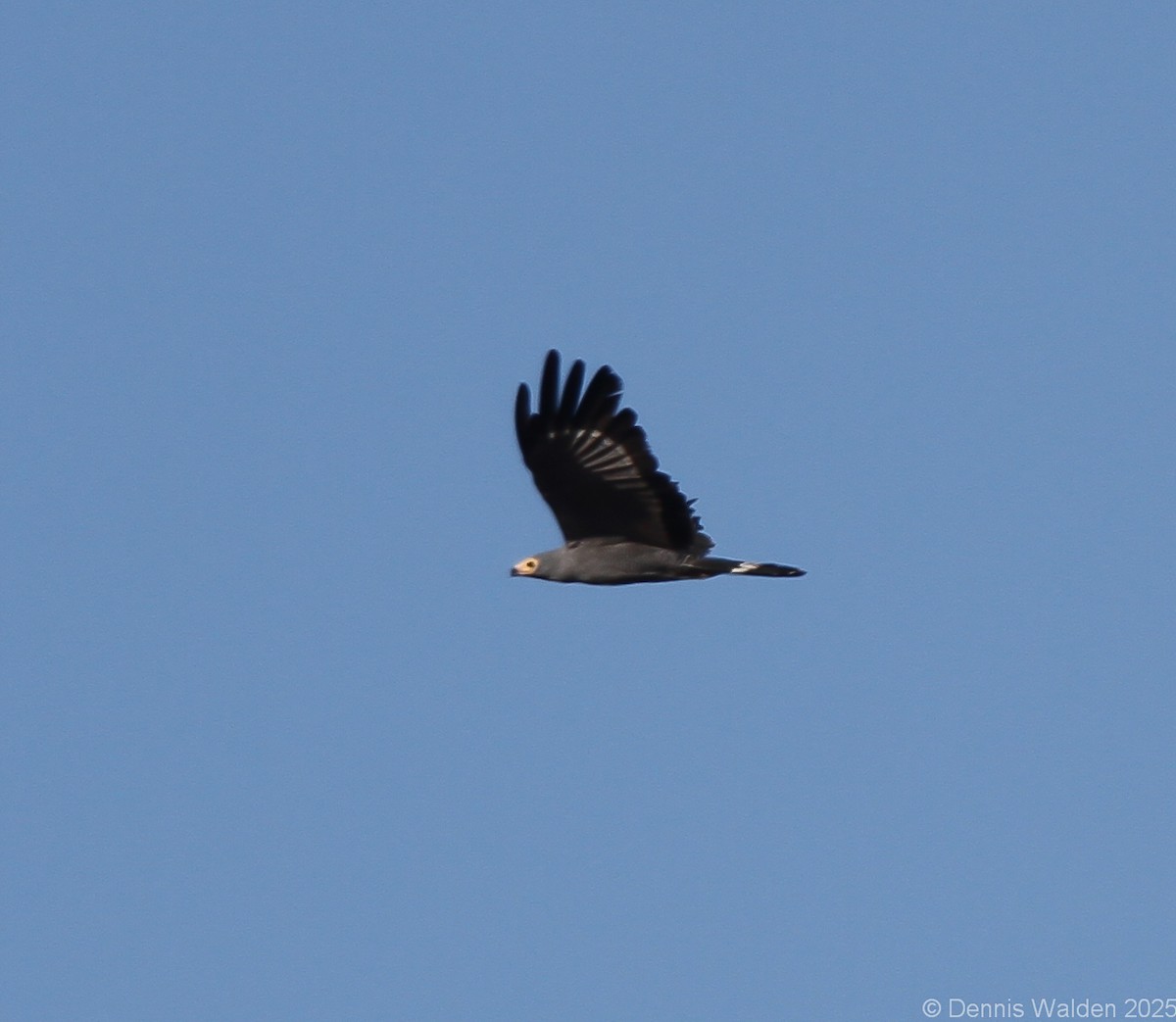 African Harrier-Hawk - ML640914449