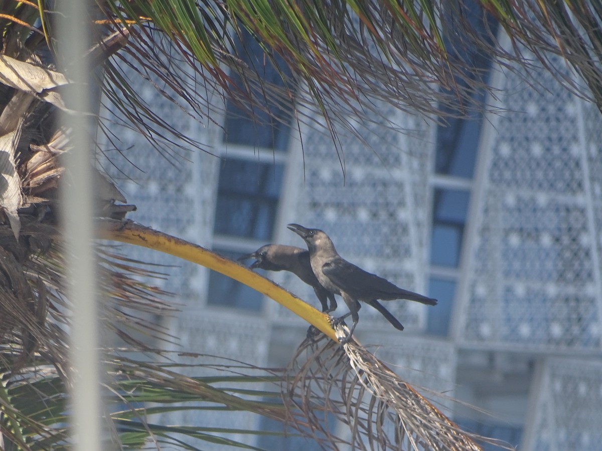 House Crow - ML640914451