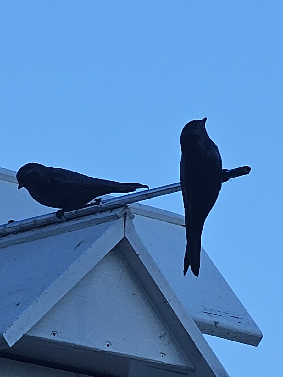 Purple Martin - ML640914454