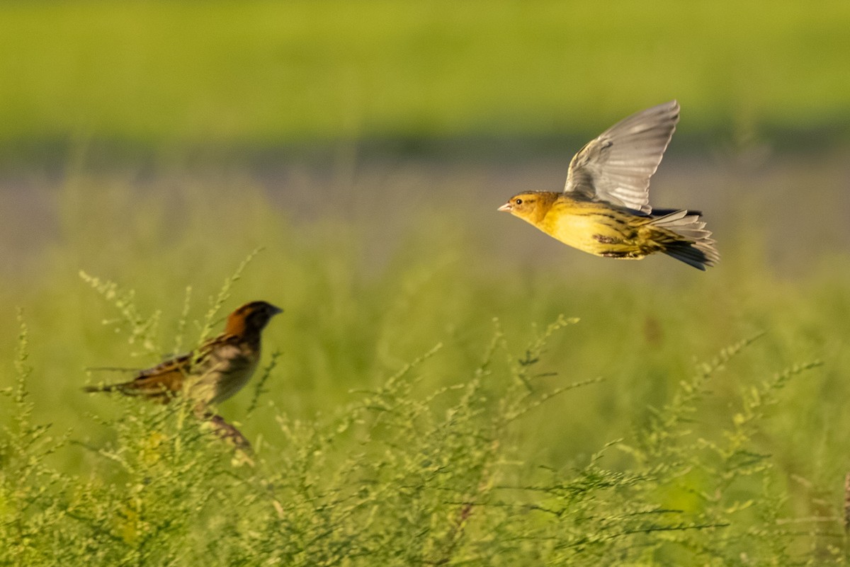 Bobolink - ML640914460