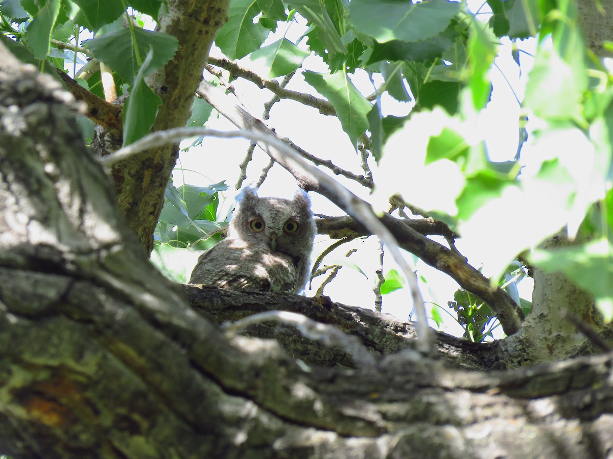 Eastern Screech-Owl - ML64091451