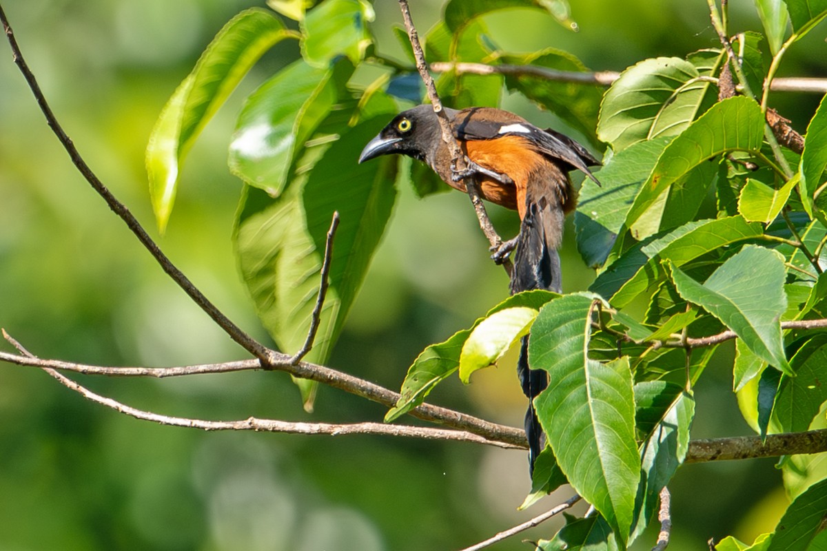 Andaman Treepie - ML640914513