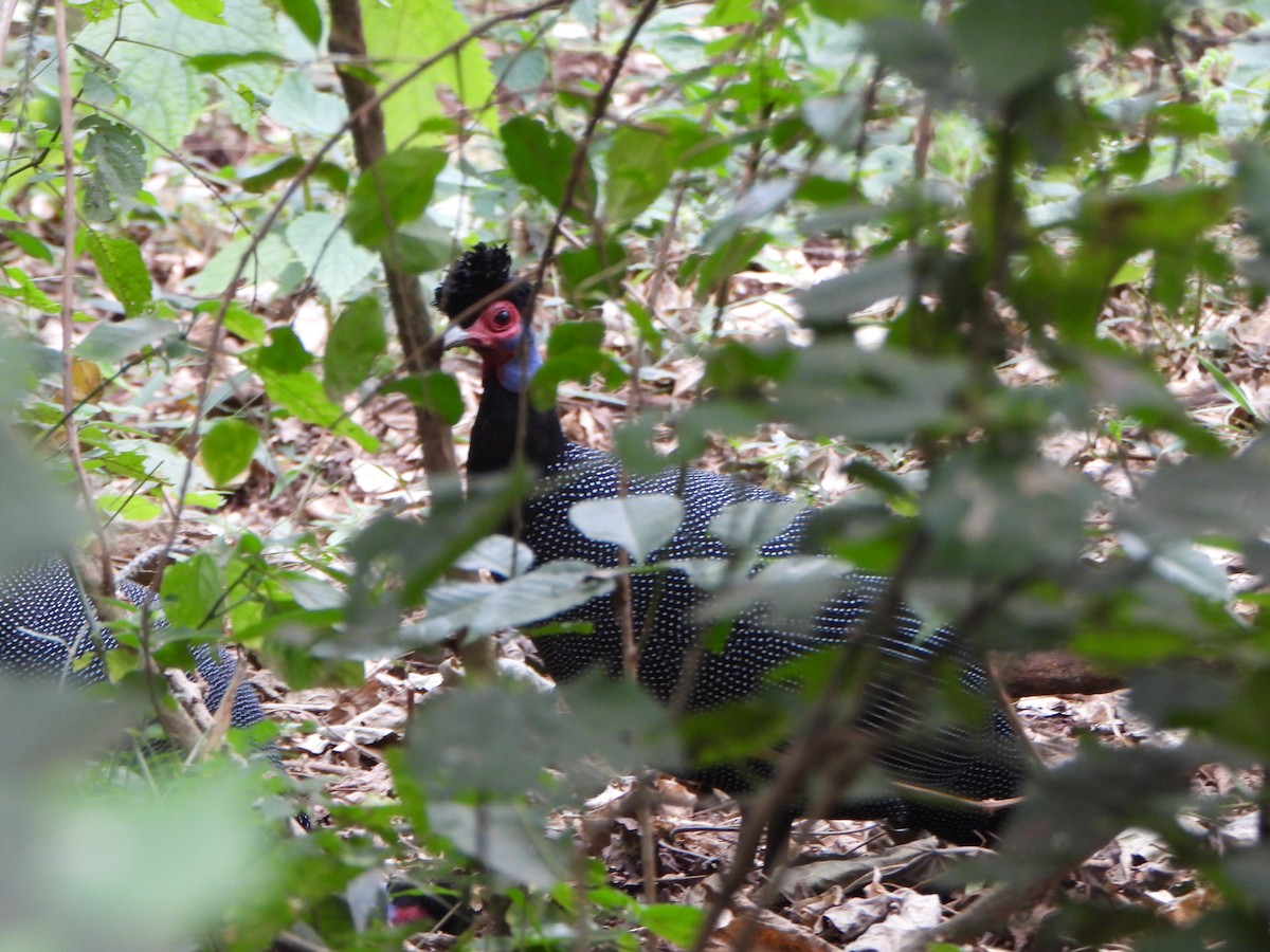 Eastern Crested Guineafowl - ML640914637