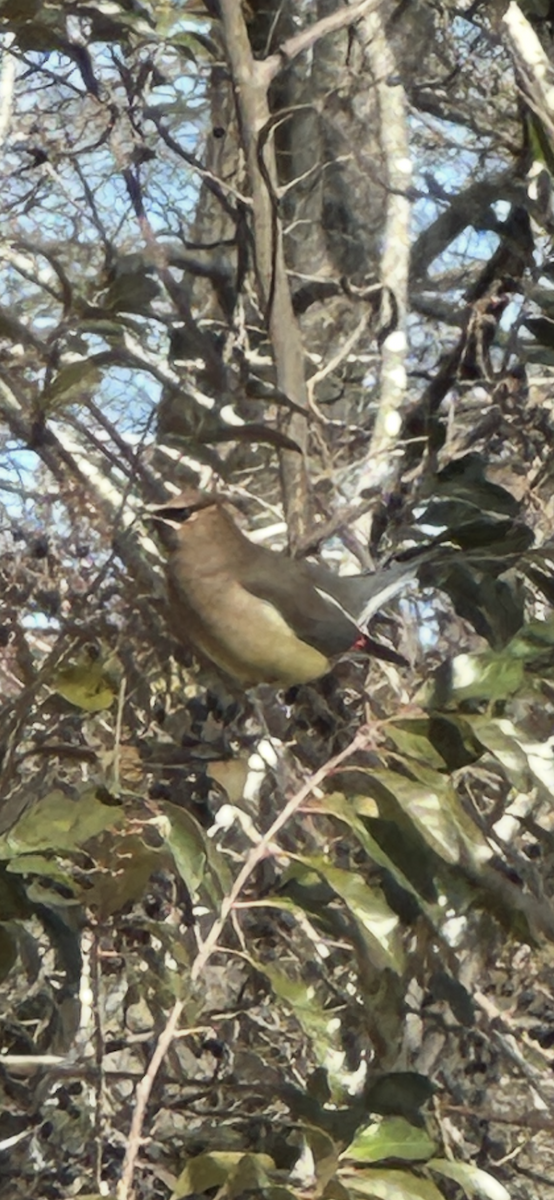 Cedar Waxwing - ML640914663