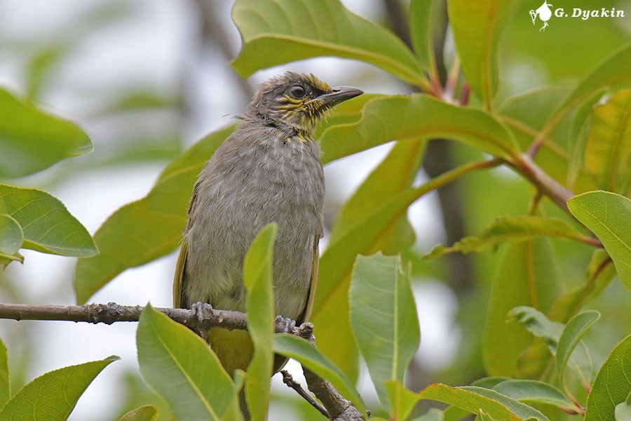 Stripe-throated Bulbul - ML640914727