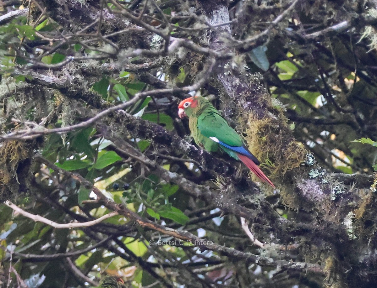 Rose-headed Parakeet - ML640914735