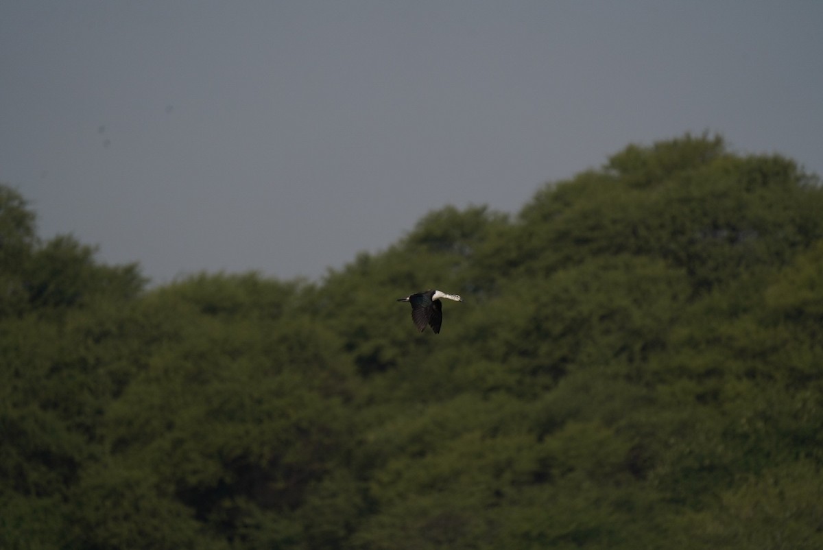 Knob-billed Duck - ML640914754