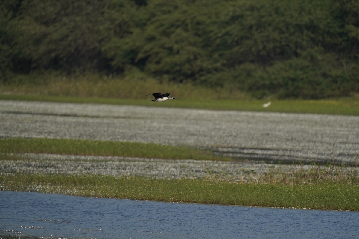 Knob-billed Duck - ML640914755