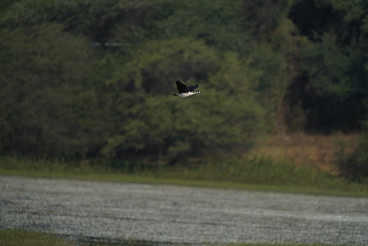 Knob-billed Duck - ML640914756
