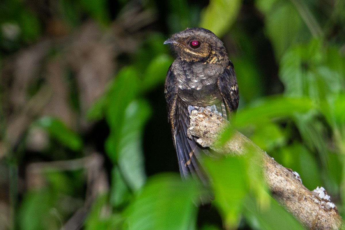 Andaman Nightjar - ML640914952