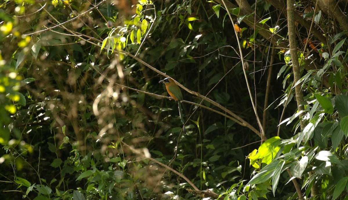 Whooping Motmot - ML640914955